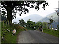 Sheep on the road to Honister Pass