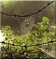 Cobweb by Cradley Brook