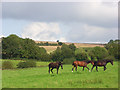 Horses, West Knoyle