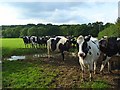 Cattle, West Knoyle