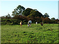 Horses in field