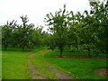 Cider orchards near Wilson 1