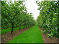 Cider orchards near Wilson 2