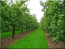 SO5523 : Cider orchards near Wilson 2 by Jonathan Billinger