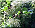 Beards and berries, Bishopstone