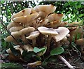 Fly on fungi