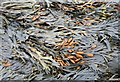 NU2612 : Seaweed on the rocks by Helen Wilkinson