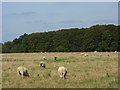 Pasture, Chisbridge