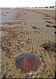 NS3232 : Jelly Fish, Barassie Sands by wfmillar