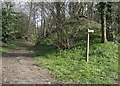 Footpath to Ringsfield Road