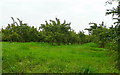 Pear orchard near Glewstone