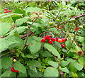 Bittersweet, Solanum dulcamara