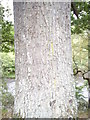 Trunk of an oak