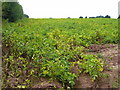 Potato field west of Biddlestone