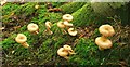 Fungus, Huntly, Banbridge (10)