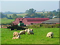 Ewes grazing at Baysham Farm