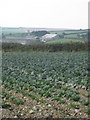 Field of young cabbages near Lower Boskenwyn