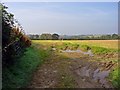 Field near Llain, Llanwinio