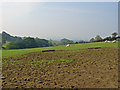 Sheep pasture near Cefn Farm, Meidrim: hazy day