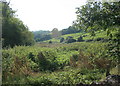 2008 : The valley of Doncombe Brook