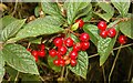 Red berries, Tardree forest