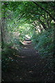 SX8262 : Woodland Path by Tony Atkin