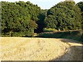 Field near Fosbury