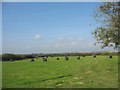 Big bales in a field at Bodowyr Farm