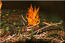 NY6885 : Jelly Fungus (Calocera Viscosa) by Peter McDermott