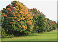 Maple trees by the A449 at Wall Heath, West Midlands