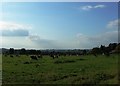 Dairy cows near Radwood