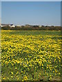 Field of Corn Marigolds near Penhale Jakes Farm