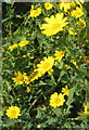 Corn Marigolds (Chrysanthemum segetum)