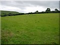 Field near Cefn-gwenthew