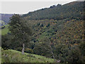 Forestry on Banc Bronderwgoed