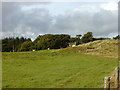 Field near Gorn Newydd farm