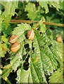 Snails on nettles, Pinn Lane, Exeter Business Park