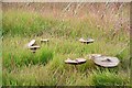 Mushrooms in the stubble