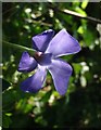 Periwinkle near Ideford