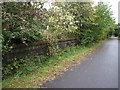 Overgrown Platform, Stafford Common Station