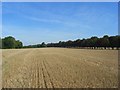 Stubble above Whittonditch