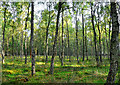 Birchwood on the Gask Ridge