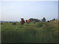 Cattle at West Fannyside Farm