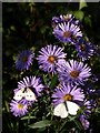 Butterflies and bee on Michaelmas daisies, South Zeal