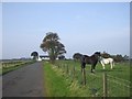 Horses and Longrigg Farm