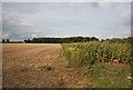 Stubble, sunflowers and maize