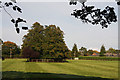 Tree clump at Barton Stud