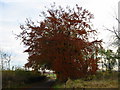 Autumn tree