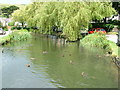 Duck pond, Sutton Poyntz