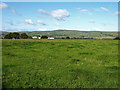 Grazing, near Highfield